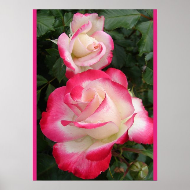 Red Rose Roses Floral Flower Garden Poster (Frente)