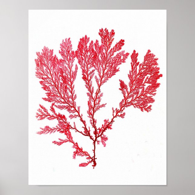 Red Seaweed Art Impressão No.3 Beach Decor (Frente)