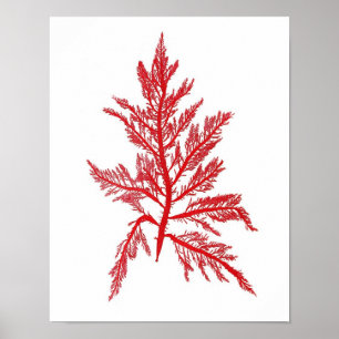 Red Seaweed Art Impressão No.7 Beach Decor