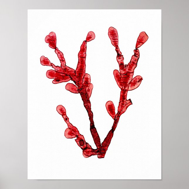 Red Seaweed Art Impressão No.8 Beach Decor (Frente)