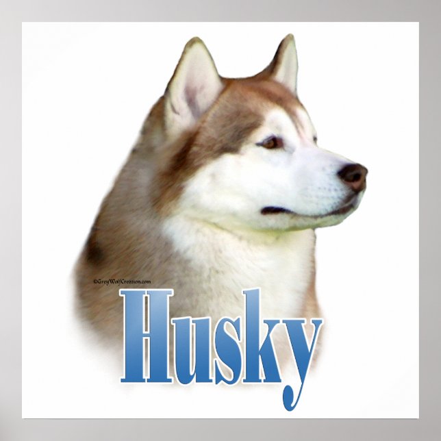 Red Siberian Husky Poster (Frente)