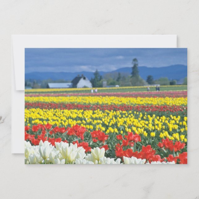 Red Skagit Valley, Mount Rainier, Washington, EUA (Frente)