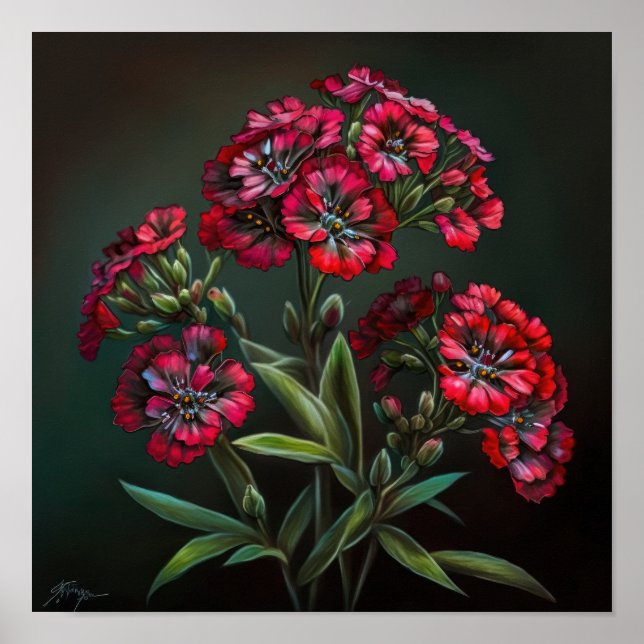 Red Sweet William Flower Art Impressão Poster (Frente)