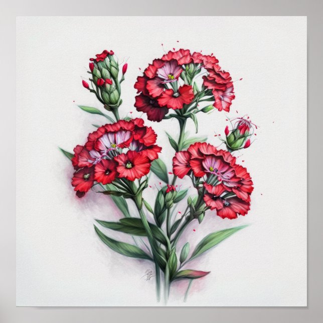 Red Sweet William Flower Art Impressão Poster (Frente)