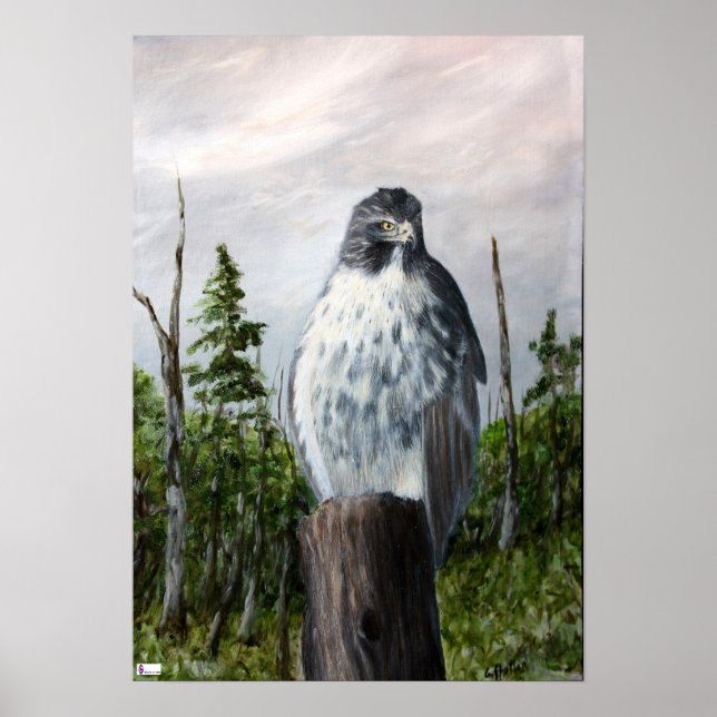Red Tail Hawk Poster (Frente)