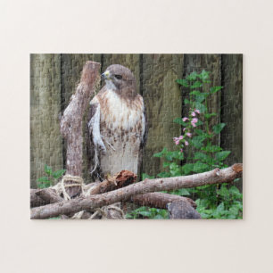 Red Tailed Hawk - Quebra-cabeça de Jigsaw