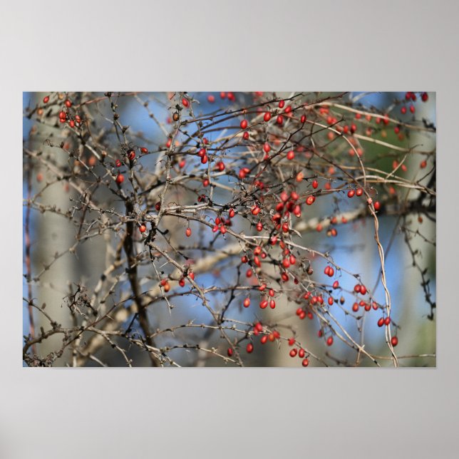 Red Wild Berries Poster (Frente)