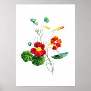 Red Willowweed II Impressão por Mary Vaux Walcott