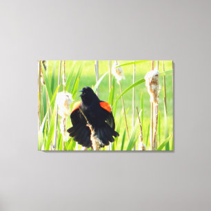 Red Wing Blackbird Song Canvas