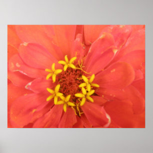 Red Zinnia Macro Impressão