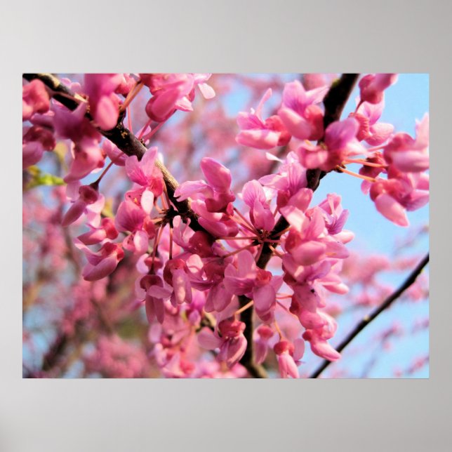 Redbud Blossoms Impressão (Frente)