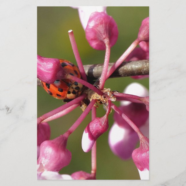 Redbud florescente com Ladybug (Frente)
