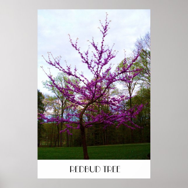 REDBUD TREE poster (Frente)