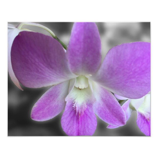 Redimensionamento de Fotografias de Impressão de I (Frente)