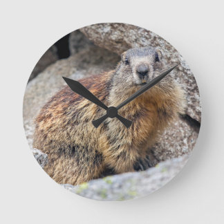 Redondo Relógio da Marmota Alpina