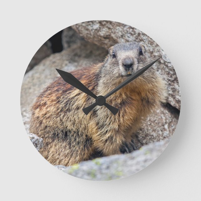 Redondo Relógio da Marmota Alpina (Frente)