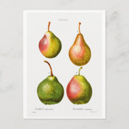 REDOUTÉ BOTÂNICA ILUSTRAÇÃO DO CARTÃO POSTAL "PEAR