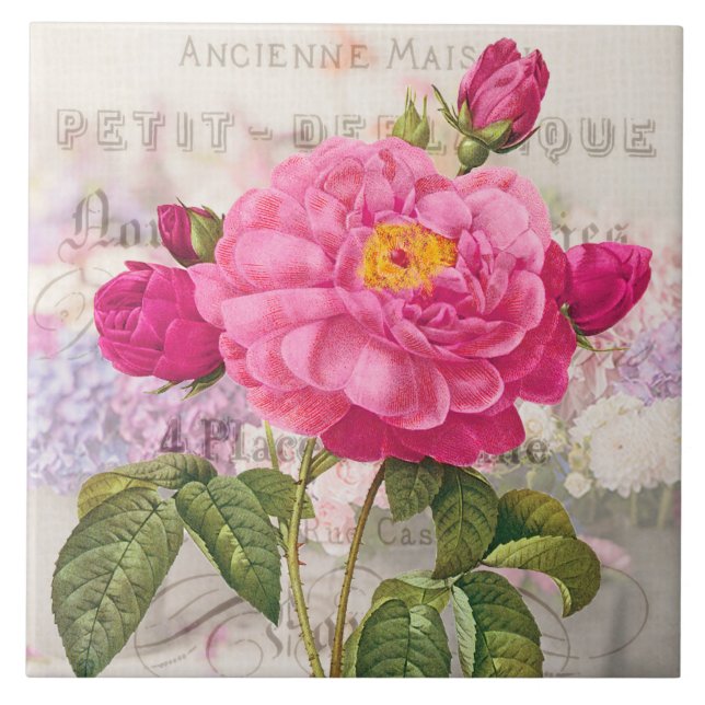 Redoute de Azulejo cerâmico rosa rosa rosa (Frente)