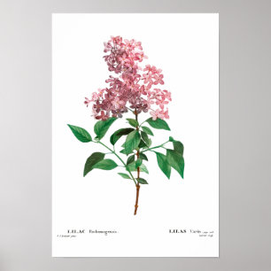 REDOUTÉ POSTER BOTÂNICO "CHINÊS LILAC"