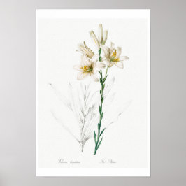 REDOUTÉ POSTER BOTÂNICO "MADONNA LILY"