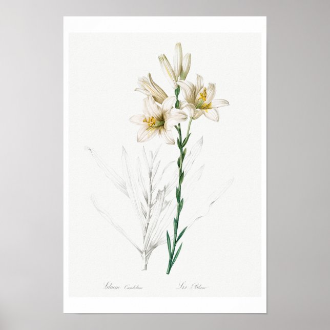 REDOUTÉ POSTER BOTÂNICO "MADONNA LILY" (Frente)