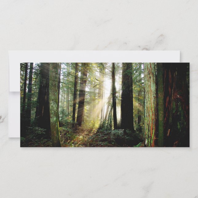 Redwood Morning (Frente)