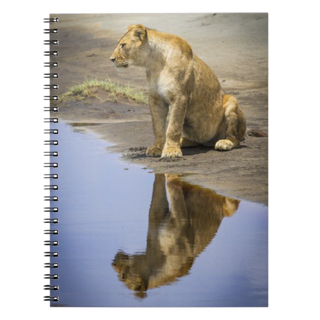 Reflexão de um caderno da leoa (Frente)