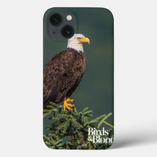 Regal Bald Eagle