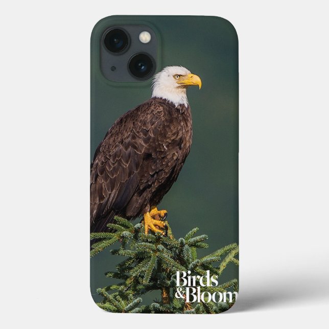 Regal Bald Eagle (Verso)