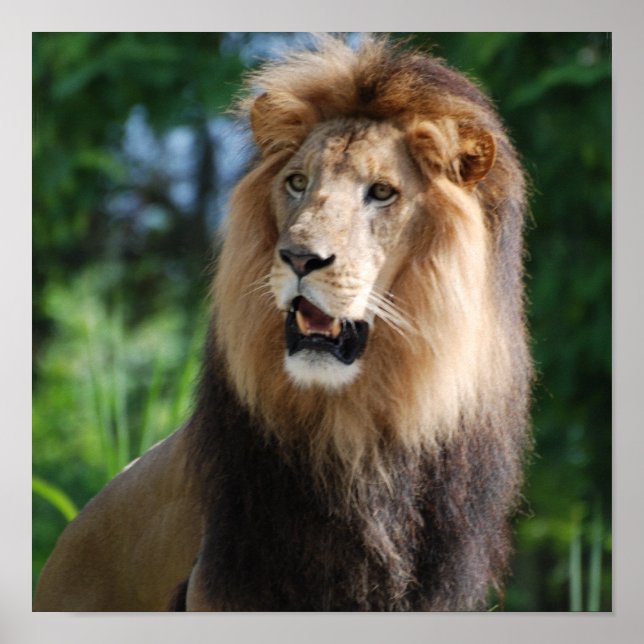 Regal Lion Poster (Frente)