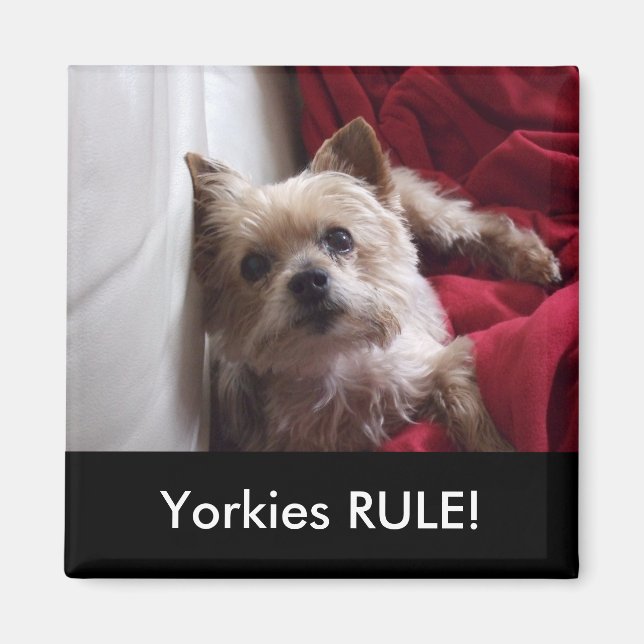 Regra dos Yorkies! íman de geladeira (Frente)