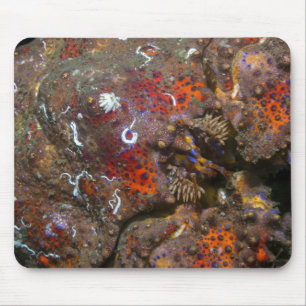 Rei caranguejo Mousepad de Puget Sound