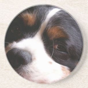 Rei Charles Cavalier Spaniel Porta copos
