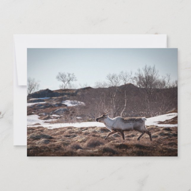 Reindeer Nature Cartão com fotos (Frente)