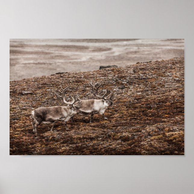 Reindeer Nature Photo Poster (Frente)