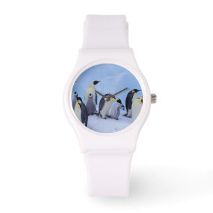 Relógio Antártida, Pinguins Imperadores