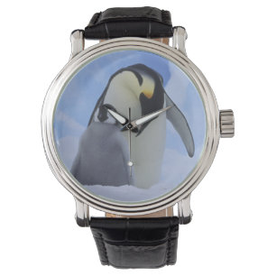 Relógio Antártida. Pinguins-imperadores e filhote