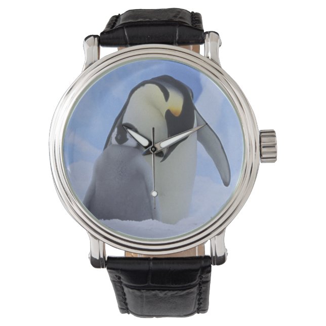 Relógio Antártida. Pinguins-imperadores e filhote (Frente)