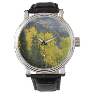 Relógio Árvores de Aspen (Populus Tremuloides) e Coníferas
