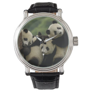 Relógio bebês de panda gigante (Ailuropoda melanoleuca)