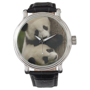 Relógio Bebês de panda gigante (Ailuropoda melanoleuca) 2
