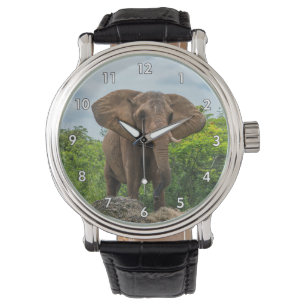 Relógio Belo Elefante Tocando na Grama