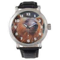 Belo Urso Marrom Retrato Wildlife Foto