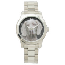 Bonito Cão Caçador de Weimaraner