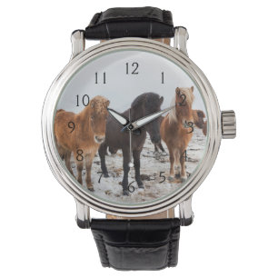 Relógio Cavalo islandês durante o inverno em Islândia