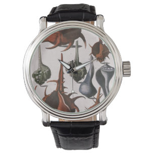 Relógio Conchas, Conchas Marinhas Antigas, Vida Marinha Oc