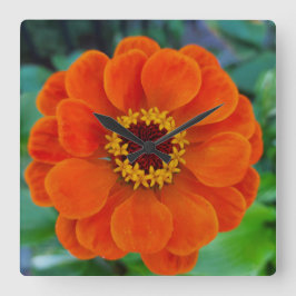 Relógio de flores da Zinnia