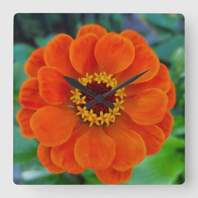 Relógio de flores da Zinnia (Frente)