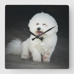 Relógio de Muro do Bischon Frise