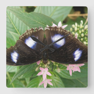Relógio de Parede da Borboleta Azul